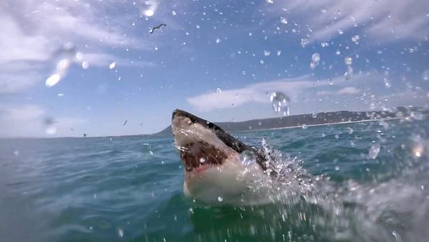 Great white shark decapitates Mexican diver marking first fatal