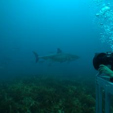Shark in background, divers in right corner foreground underwater.