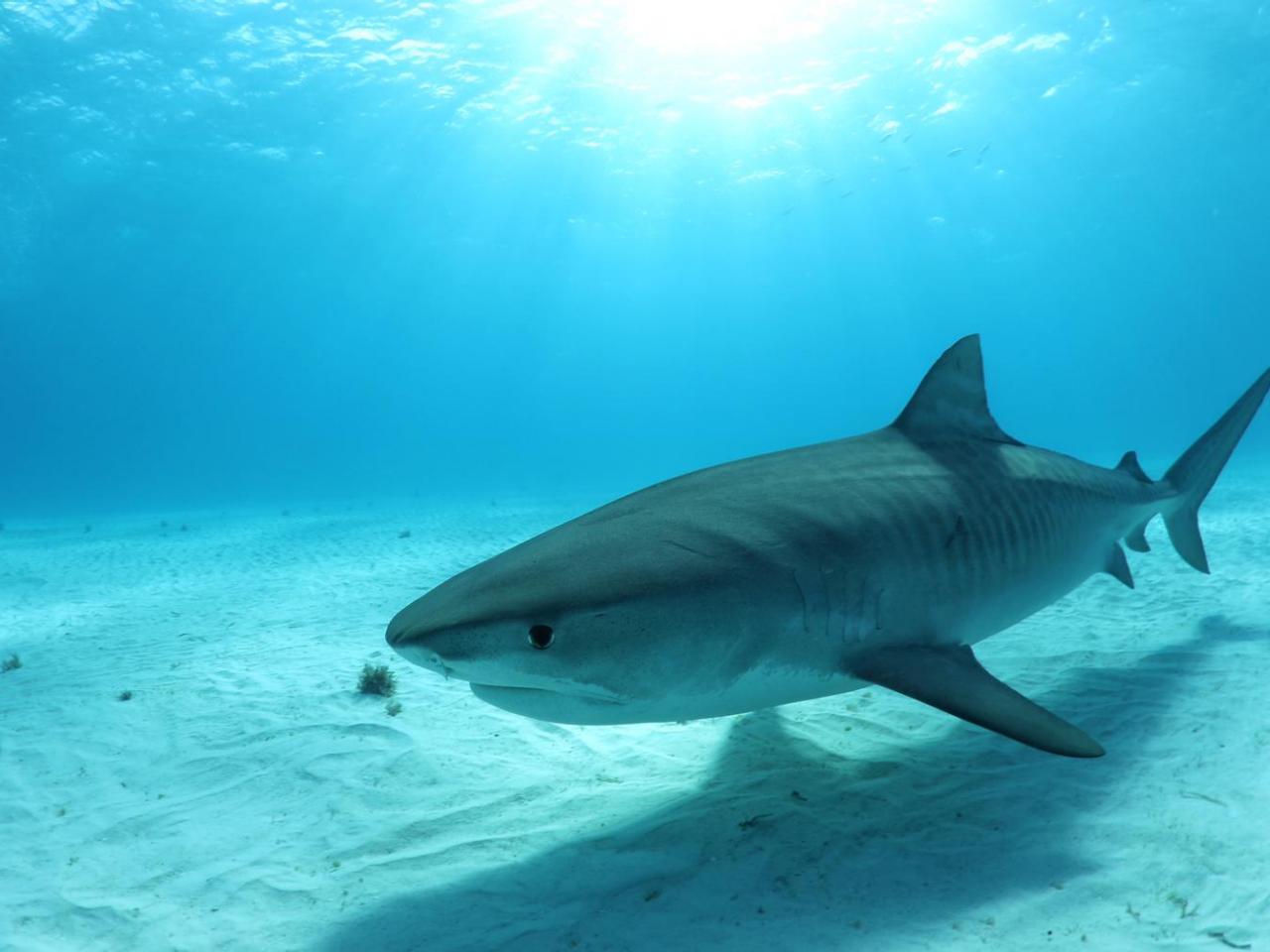 Tiger shark fossil outlet watch