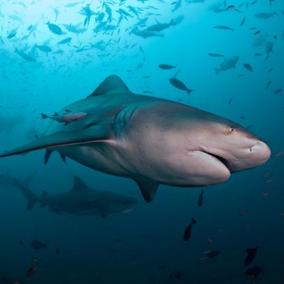 Shark Week: The Podcast - What is the Status of Sharks in our Oceans?