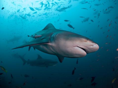 Shark Week: The Podcast - What is the Status of Sharks in our Oceans?