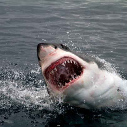 Great White Shark showing his big jaws when jumping out of the water for a deadly attack
