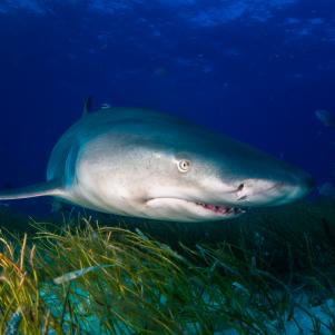 Lemon shark around the Bahamas in Tiger Beach