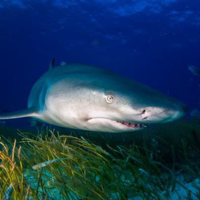 Tiger Beach Research Reveals Tiger Sharks Have Social Preferences