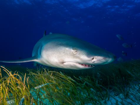 Shark Week: The Podcast - Do You Have the Guts to Be a Shark Handler?