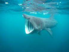 With a scientific name that translates to "large-nosed sea monster," the Basking Shark is an elusive member of the shark family.
