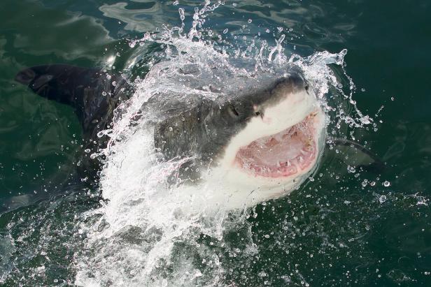 shanghai sharks roster looks scary｜TikTok Search