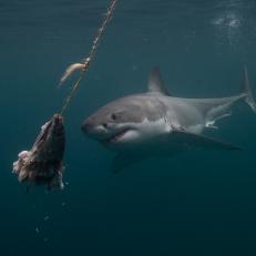 Underwater, a great white approaches a bait ball.