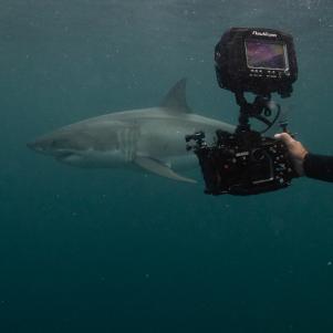 An underwater photographer, extends the camera out of the shark cage framing up a great white.
