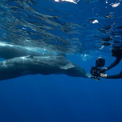 Cinematographer swimming alongside three sperm whales.