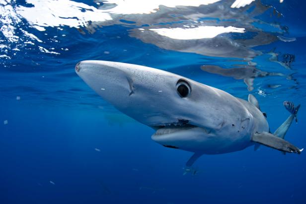 Underwater Shark Blue & White Winter Snow Shirt