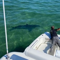 Film maker Jeffrey Sutch with pole camera system capturing underwater footage of Great White shark