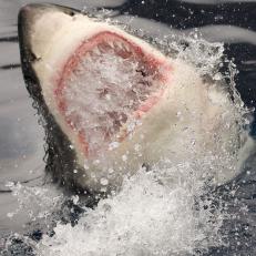 Great White, Mexico.