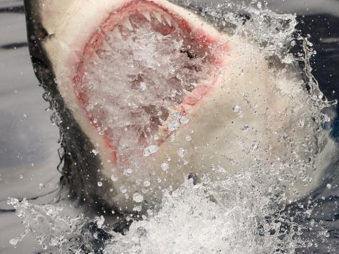 Diver Narrowly Escapes Jaws of Great White Shark in Terrifying Human Breach