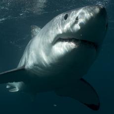Great White Shark.