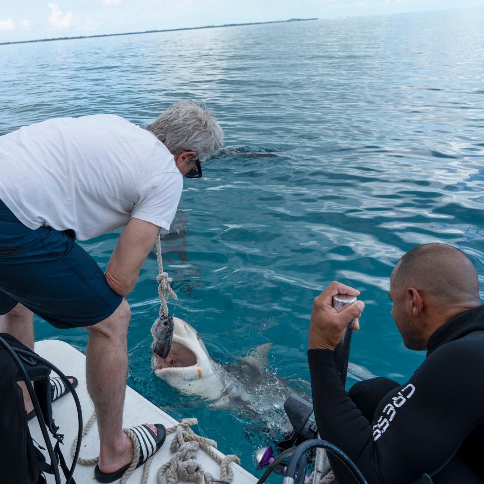 Stream Jackass Shark Week 2.0 on discovery+ The Latest Shark Week 2024 News on Discovery