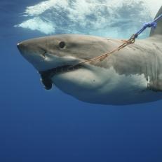 Great white shark swims pas camera, bait/rope in jaws (Med shot).