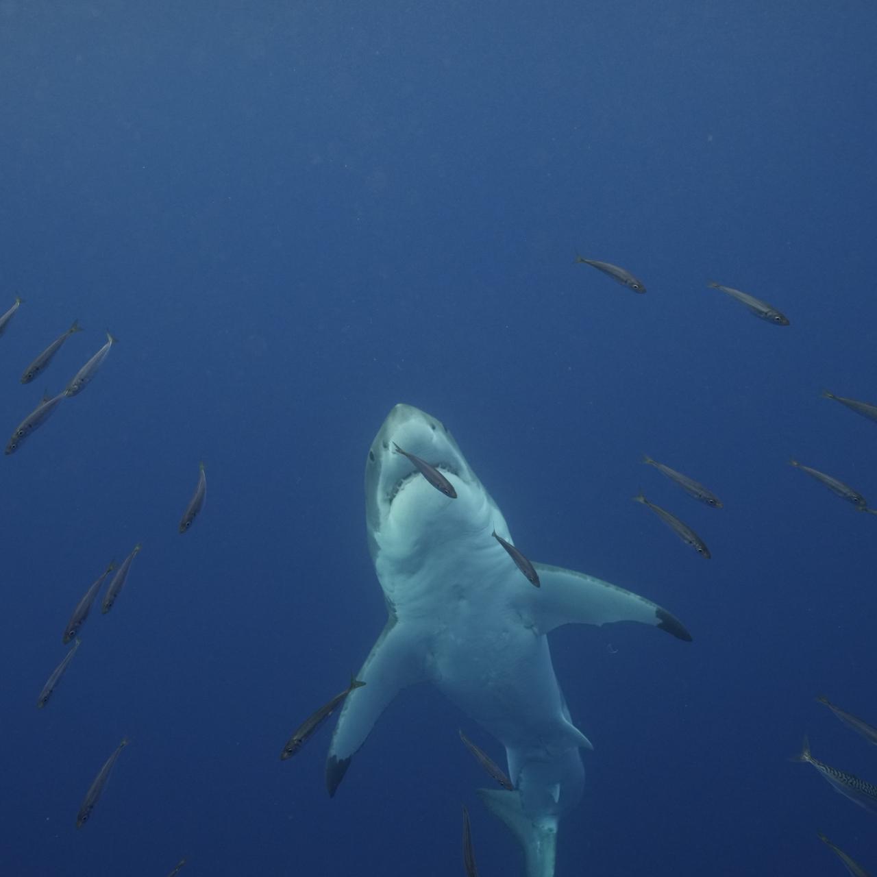 This could be the first newborn great white shark ever captured on camera