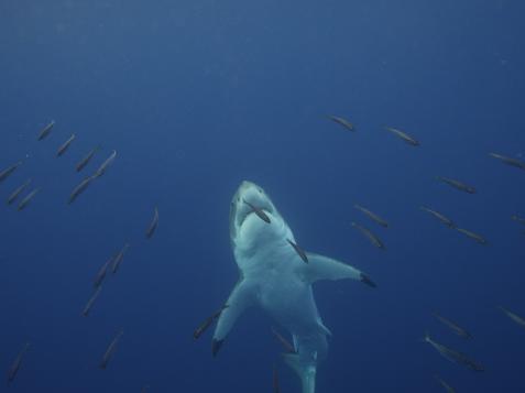 Shark Week: The Podcast – The Huge “Blob” Threatening Great White Sharks