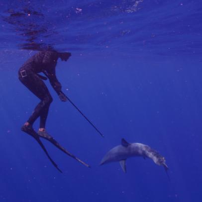 Andre Musgrove approaches a mako shark with a tagging spear.