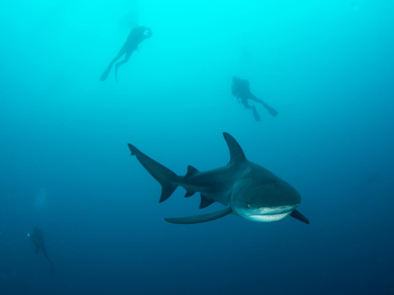 Behind the Scenes of Raging Bulls on discovery+, The Latest Shark Week  2023 News on Discovery