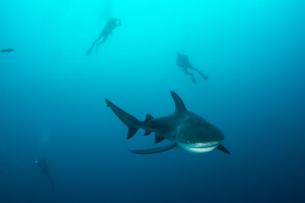 Sharks bulls 2025