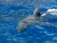 SW22: MISSION SHARK DOME