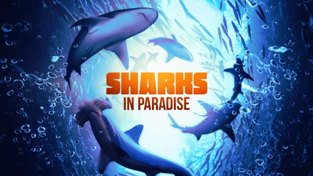 Sharks in Paradise | Sharks in Paradise | Discovery