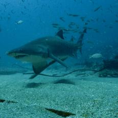 A sandtiger shark swims above the ocean floor with a school of fish behind it.