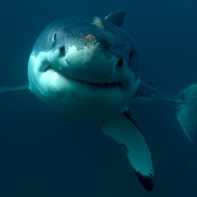 Shark Week: The Podcast - Why is Tagging Baby Great White Sharks So Important?