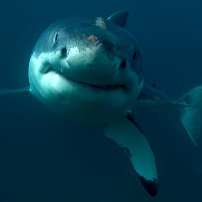 Underwater Shark Blue & White Winter Snow Shirt