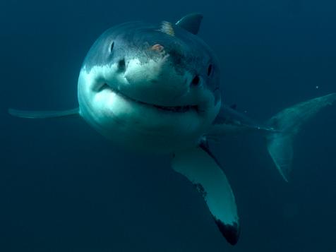 Shark Week: The Podcast - Why is Tagging Baby Great White Sharks So Important?