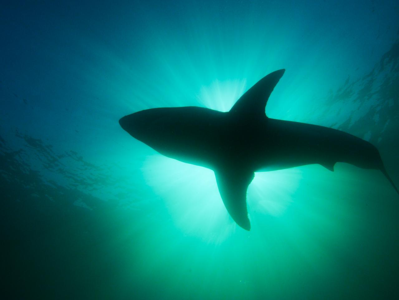 15 Shark Photos That Will Terrify and Delight You This Summer