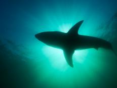 Shark Week 2022 starts July 24 on discovery and discovery+.