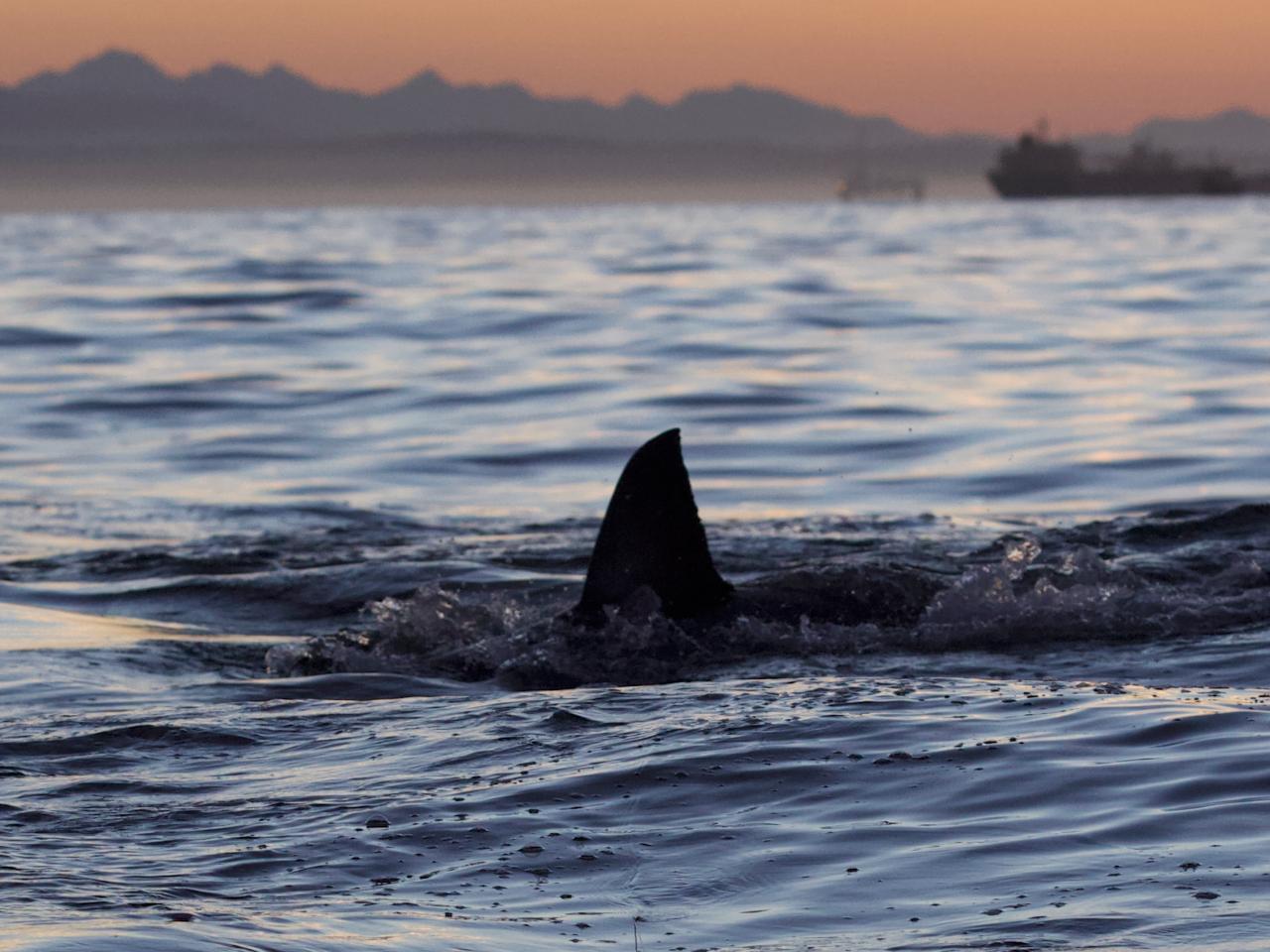 Shark Week: The Podcast - Shipwrecked & Surrounded by Sharks | Discoverys  Shark Week: The Podcast | Discovery