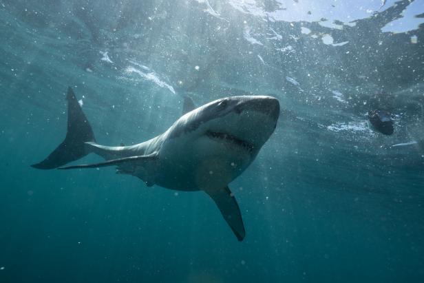 Discovery's Shark Week 2023 Schedule, The Latest Shark Week 2023 News on  Discovery