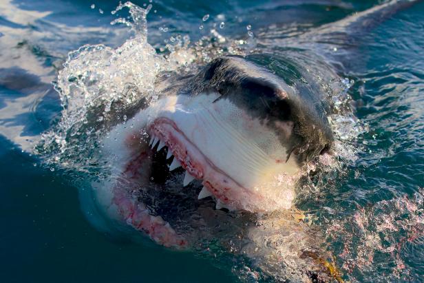 https://discovery.sndimg.com/content/dam/images/discovery/editorial/shows/s/shark-week-/2023/wrap-up/airjaws.jpg.rend.hgtvcom.616.411.suffix/1690486800088.jpeg