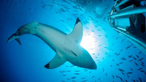 Best of Moments from Discovery's Shark Week 2023 | The Latest