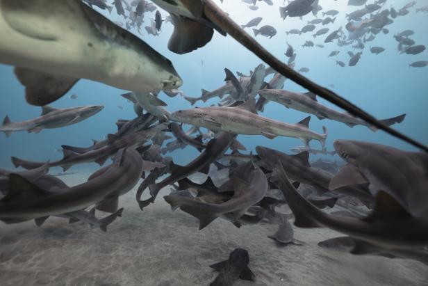 PHOTOS: Alien Sharks: Ghosts of Japan | Discovery