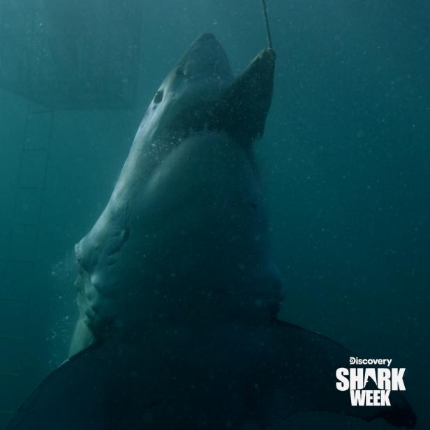 PHOTOS: Belly of the Beast: Bigger and Bloodier | The Latest Shark Week ...