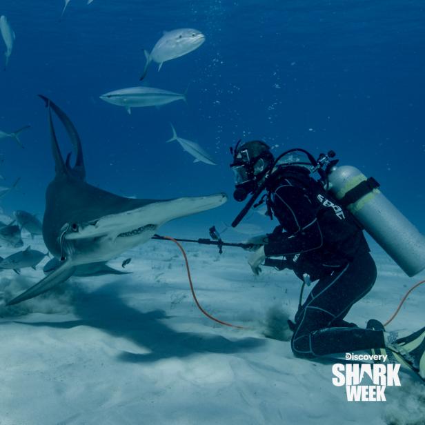 PHOTOS: Dive Into Shark Week 2024 | Discovery