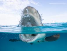 Over/under shot of a lemon shark exposing its teeth at the surface.