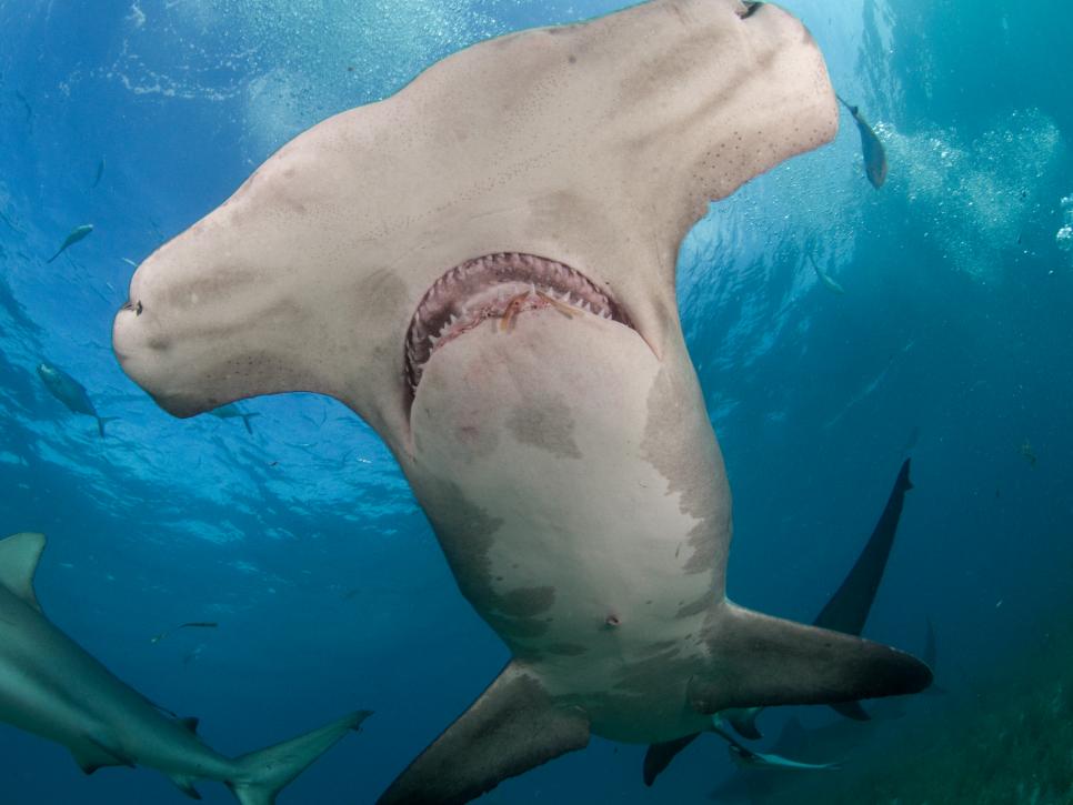 Shark Week 2019 Schedule | The Latest Shark Week 2024 News on Discovery ...
