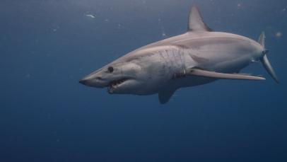 San Jose Sharks - The Sharks Foundation wants to help 𝔂𝓸𝓾