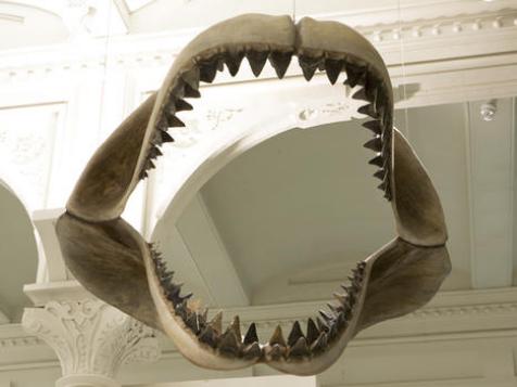 A Guide to Sharks at the American Museum of Natural History