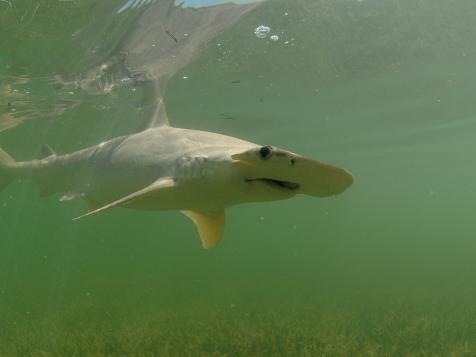 Sharks Eat Plants, Too!