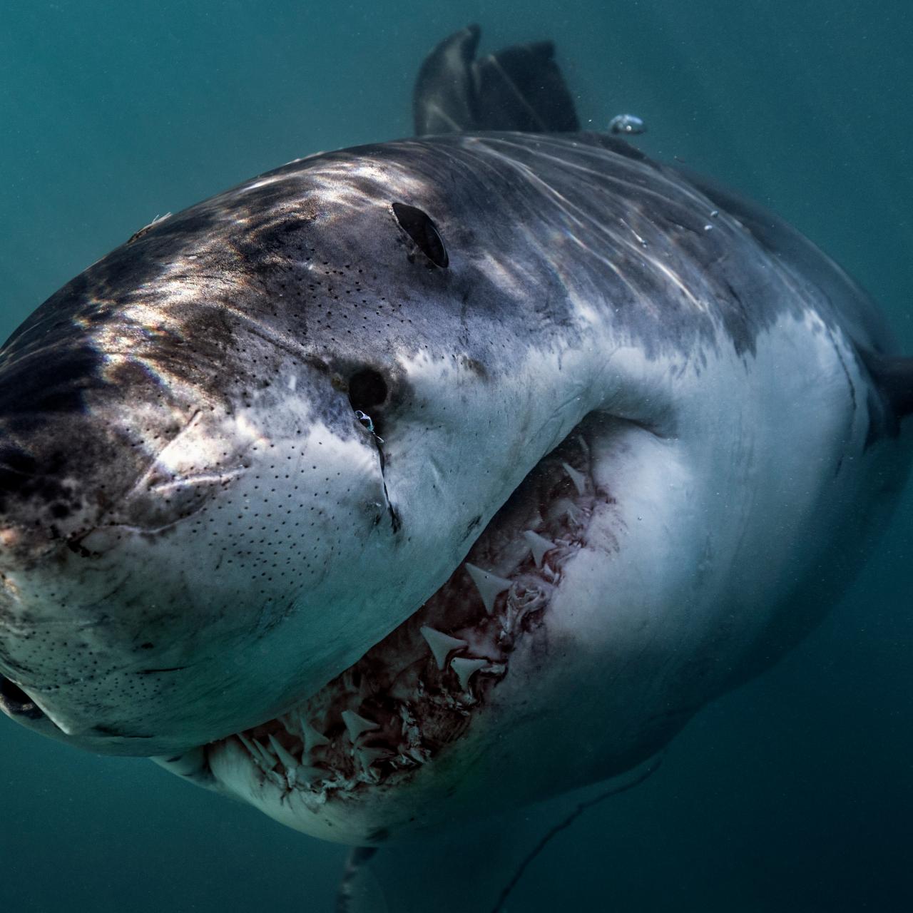 Interesting Facts About Great White Sharks, The Latest Shark Week 2023  News on Discovery