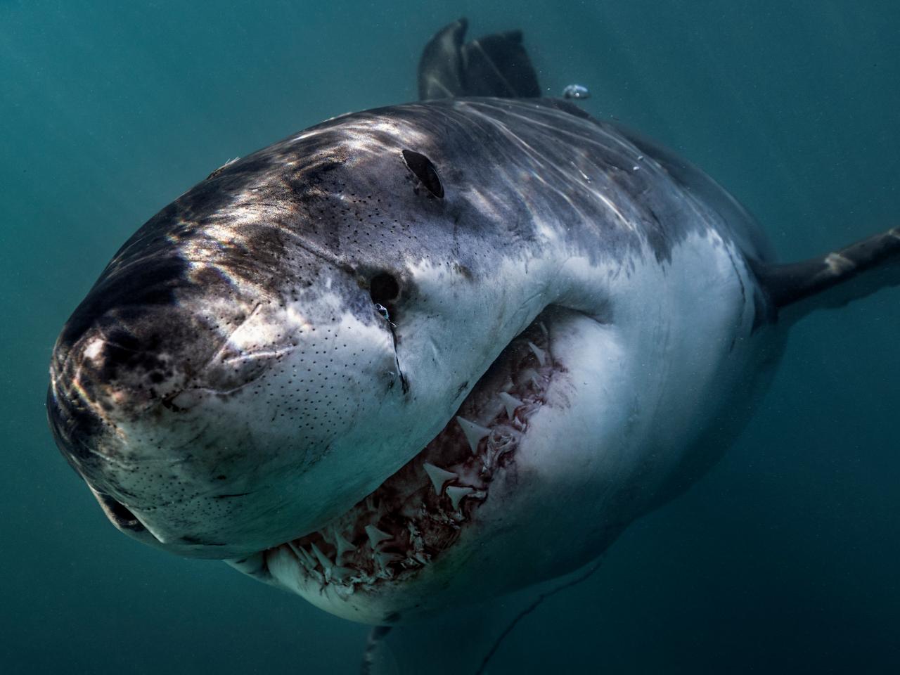 What Do Baby Great White Shark Pups Look Like? 'Shark Week' Gives Us A  Glimpse