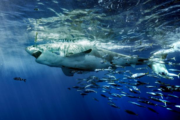 remora fish and great white shark