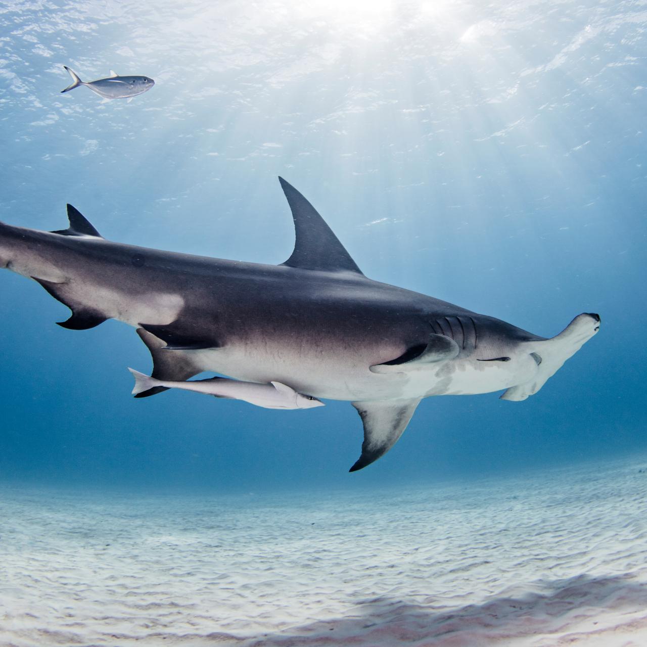 Interesting Facts About Hammerhead Sharks, The Latest Shark Week 2023 News  on Discovery